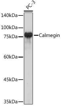 Calmegin Rabbit monoclonal antibody