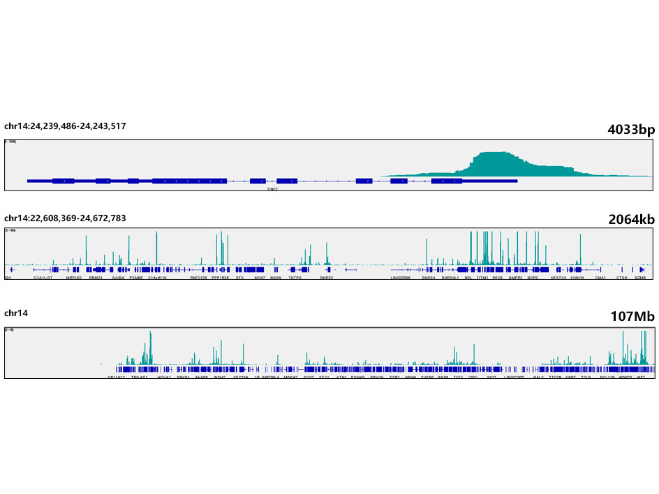 SP1 Rabbit monoclonal antibody