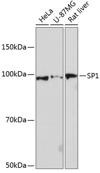 SP1 Rabbit monoclonal antibody