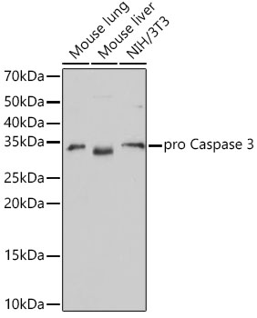 [KO Validated] Caspase-3 Rabbit monoclonal antibody
