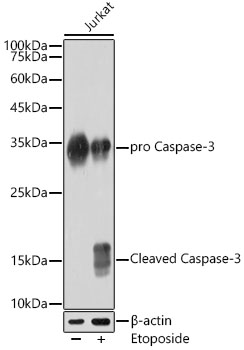 [KO Validated] Caspase-3 Rabbit monoclonal antibody