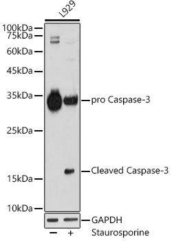 [KO Validated] Caspase-3 Rabbit monoclonal antibody