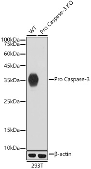 [KO Validated] Caspase-3 Rabbit monoclonal antibody