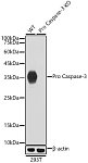 Western blot - [KO Validated] active + pro Caspase-3 Rabbit mAb (A19654)