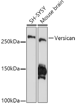 Versican Rabbit monoclonal antibody