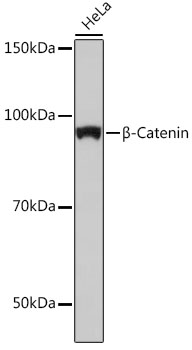 [KO Validated] B Beta-Catenin Rabbit monoclonal antibody