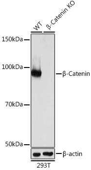 [KO Validated] B Beta-Catenin Rabbit monoclonal antibody