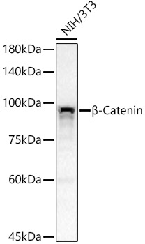 [KO Validated] B Beta-Catenin Rabbit monoclonal antibody