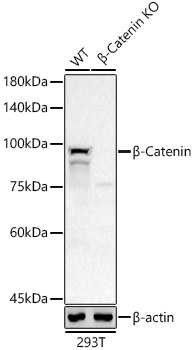 [KO Validated] B Beta-Catenin Rabbit monoclonal antibody