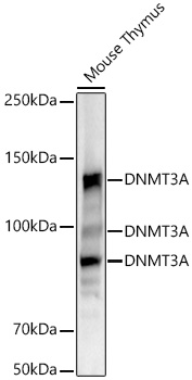 [KO Validated] DNMT3A Rabbit monoclonal antibody