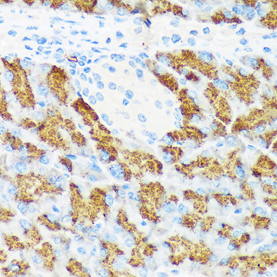 CTRL Rabbit monoclonal antibody