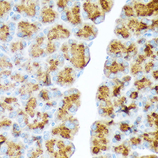CTRL Rabbit monoclonal antibody