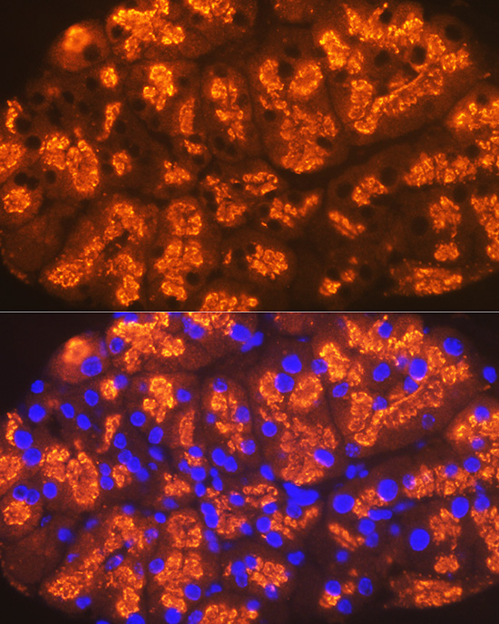 CTRL Rabbit monoclonal antibody