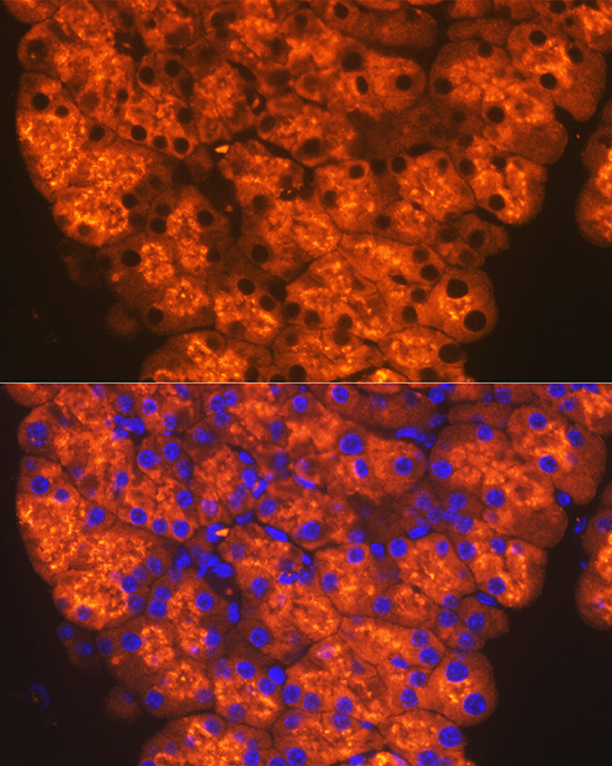 CTRL Rabbit monoclonal antibody