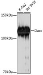 Western blot - Daxx Rabbit mAb (A19661)