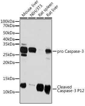 Caspase-3 Rabbit monoclonal antibody