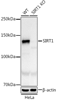 [KO Validated] SIRT1 Rabbit monoclonal antibody