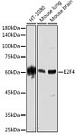 Western blot - E2F4 Rabbit mAb (A19670)