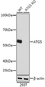 [KO Validated] ATG5 Rabbit monoclonal antibody