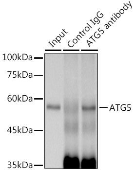 [KO Validated] ATG5 Rabbit monoclonal antibody