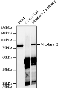 Mitofusin 2 Rabbit monoclonal antibody