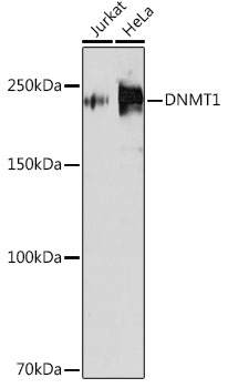 [KD Validated] DNMT1 Rabbit monoclonal antibody