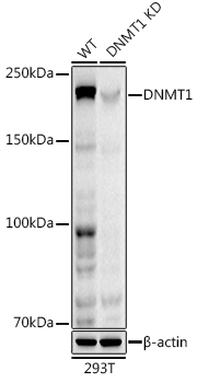 [KD Validated] DNMT1 Rabbit monoclonal antibody