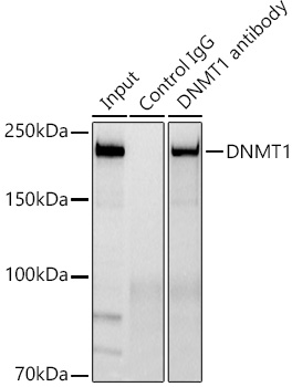 [KD Validated] DNMT1 Rabbit monoclonal antibody