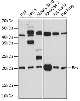 [KO Validated] Bax Rabbit monoclonal antibody