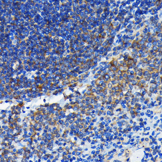 [KO Validated] Bax Rabbit monoclonal antibody