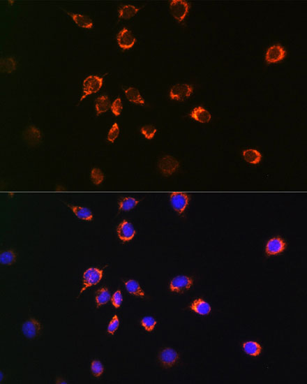 [KO Validated] Bax Rabbit monoclonal antibody
