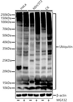 Ubiquitin Rabbit monoclonal antibody