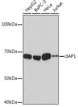 [KO Validated] cIAP1 Rabbit monoclonal antibody