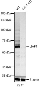 [KO Validated] cIAP1 Rabbit monoclonal antibody