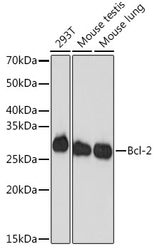 [KD Validated] Bcl-2 Rabbit monoclonal antibody
