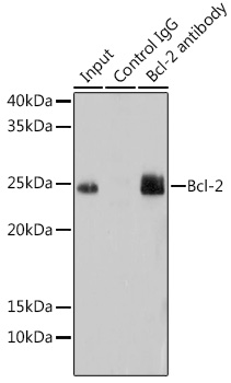[KD Validated] Bcl-2 Rabbit monoclonal antibody