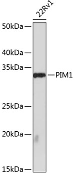 PIM1 Rabbit monoclonal antibody