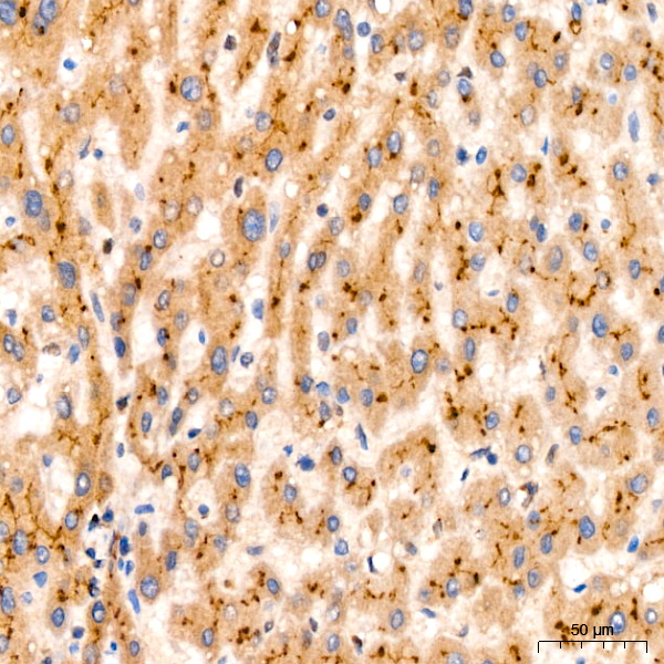 PIM1 Rabbit monoclonal antibody