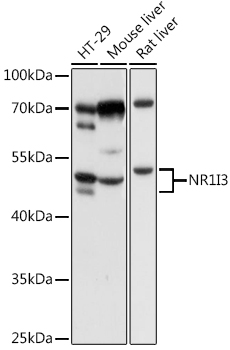 NR1I3 Rabbit polyclonal antibody