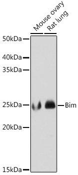 Bim Rabbit monoclonal antibody