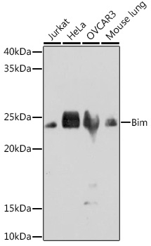 Bim Rabbit monoclonal antibody