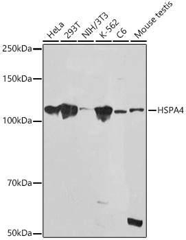 HSPA4 Rabbit monoclonal antibody