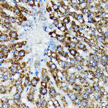 HSPA4 Rabbit monoclonal antibody