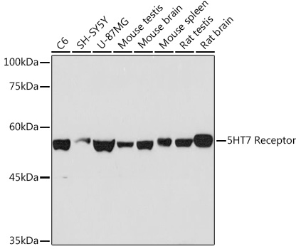 5HT7 Receptor Rabbit monoclonal antibody