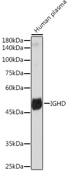 IGHD Rabbit monoclonal antibody