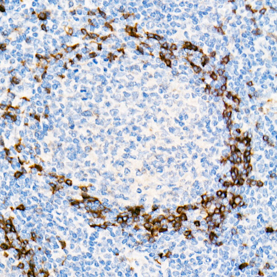 IGHD Rabbit monoclonal antibody