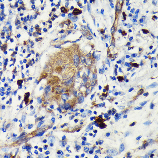 Argonaute-2 Rabbit monoclonal antibody