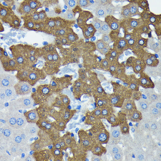 Argonaute-2 Rabbit monoclonal antibody