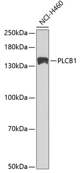 PLCB1 Rabbit polyclonal antibody