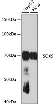 SOX9 Rabbit monoclonal antibody